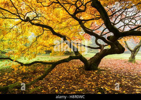 Maple tree in Autumn mist with a knobbly appearance and vivid yellow leaves. Stock Photo