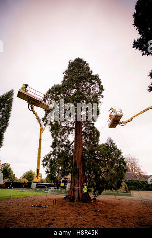 Wakehurst place, West Sussex, UK. 15th November, 2016. From 8am a team of Wakehurst staff adorned the tree with 1800 LED lights. They were aided in their task by two elevated moving platforms. Workers carefully passed the strings of lights to professional tree climbers that were suspended throughout the tree branches. It took seven hours to complete the task. Credit:  Jim Holden/Alamy Live News Stock Photo