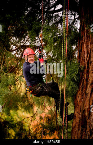 Wakehurst place, West Sussex, UK. 15th November, 2016.Wakehurst director, Tony Sweeney successfully climbed the tallest living Christmas tree in the UK, a giant 118ft redwood. Tony placed the first of a cluster of lanterns on the top of the tree, to herald the start of preparations for Glow Wild, a winter lantern festival that runs throughout December, at the Ardingly botanic gardens and nature reserve. After getting his breath back Tony, 61, said: “It was certainly a challenge! There is certainly a knack to it and I know my arms are going to be stiff tomorrow. Credit:  Jim Holden/Alamy Live N Stock Photo