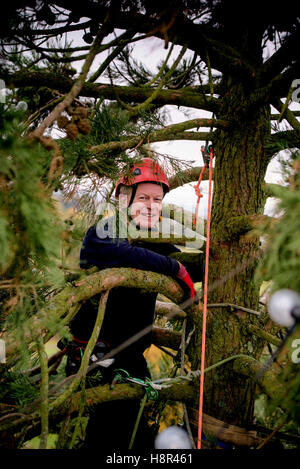 Wakehurst place, West Sussex, UK. 15th November, 2016.Wakehurst director, Tony Sweeney successfully climbed the tallest living Christmas tree in the UK, a giant 118ft redwood. Tony placed the first of a cluster of lanterns on the top of the tree, to herald the start of preparations for Glow Wild, a winter lantern festival that runs throughout December, at the Ardingly botanic gardens and nature reserve. After getting his breath back Tony, 61, said: “It was certainly a challenge! There is certainly a knack to it and I know my arms are going to be stiff tomorrow. Credit:  Jim Holden/Alamy Live N Stock Photo