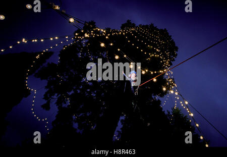 Wakehurst place, West Sussex, UK. 15th November, 2016. Arborist Russell Croft putting on some of the last few bulbs. From 8am a team of Wakehurst staff adorned the tree with 1800 LED lights. They were aided in their task by two elevated moving platforms. Workers carefully passed the strings of lights to professional tree climbers that were suspended throughout the tree branches. It took seven hours to complete the task. Credit:  Jim Holden/Alamy Live News Stock Photo