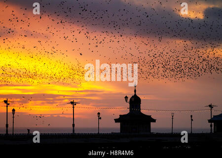 Blackpool, Lancashire, UK Weather. 15th November, 2016. Colourful Sunset with Starlings coming to roost over the over North Pier. Late evening fog forming after temperatures during the day of 16c, with temperatures expected to drop to 6C as northerly winds are expected to sweep in. Credit:  MediaworldImages/Alamy Live News Stock Photo