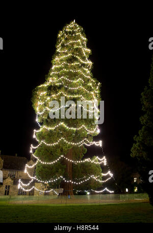 Wakehurst place, West Sussex, UK. 15th November, 2016. Christmas tree lights installation.Wakehurst director, Tony Sweeney successfully climbed the tallest living Christmas tree in the UK, a giant 118ft redwood. Tony placed the first of a cluster of lanterns on the top of the tree, to herald the start of preparations for Glow Wild, a winter lantern festival that runs throughout December, at the Ardingly botanic gardens and nature reserve. Credit:  Jim Holden/Alamy Live News Stock Photo