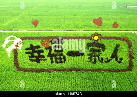 July 10, 2016 - Shenyang, Shenyang, China - Shenyang, CHINA-July 10 2016: (EDITORIAL USE ONLY. CHINA OUT).This design says ''a happy family'' in Chinese. To create characters and paintings, farmers need to sketch out the designs on computers to figure out where and how to plant the rice.Rice paddy artwork uses the paddy as a canvas, where villagers plant rice of various types and colors to create giant pictures.The Shenbeixin District in Shenyang started to collect creative design of rice paddy art around the world. The selected design of rice paddy art will be showcased in rice fields in Shen Stock Photo