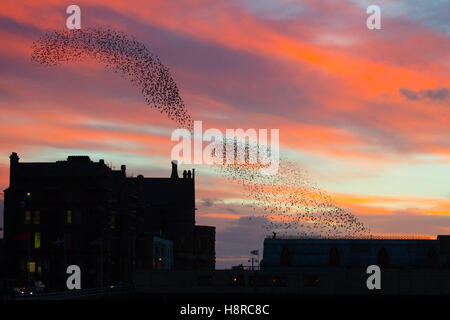 Aberystwyth, Wales, UK. 16th November, 2016. UK Weather: As the sun sets spectacularly the end of a cold and windy day, flocks of starlings fly in from their daytime feeding grounds to perform dramatic murmurations in the sky over Aberystwyth on the coast of west Wales Every evening in the autumn and winter, tens of thousands of the birds gather to roost safely overnight on the latticework of cast iron legs underneath the Victorian seaside pier photo Credit:  Keith Morris/Alamy Live News Stock Photo