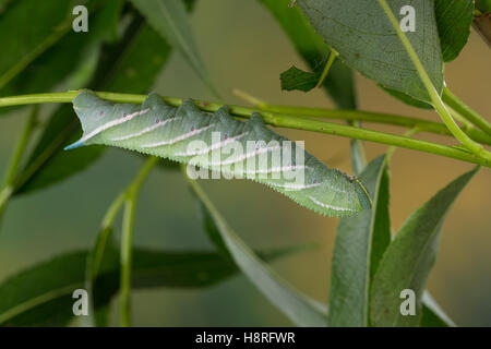 Abendpfauenauge, Raupe frisst an Weide, Abend-Pfauenauge, Smerinthus ocellata, Smerinthus ocellatus, Eyed Hawk-Moth, Eyed Hawkmo Stock Photo