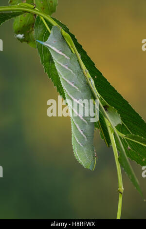 Abendpfauenauge, Raupe frisst an Weide, Abend-Pfauenauge, Smerinthus ocellata, Smerinthus ocellatus, Eyed Hawk-Moth, Eyed Hawkmo Stock Photo