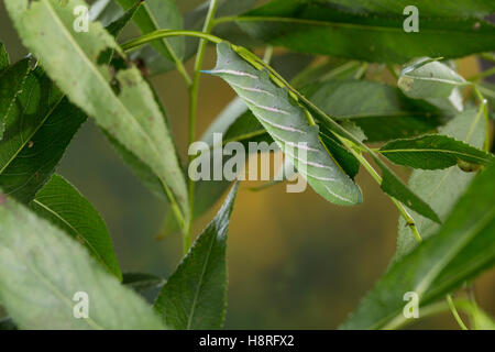 Abendpfauenauge, Raupe frisst an Weide, Abend-Pfauenauge, Smerinthus ocellata, Smerinthus ocellatus, Eyed Hawk-Moth, Eyed Hawkmo Stock Photo