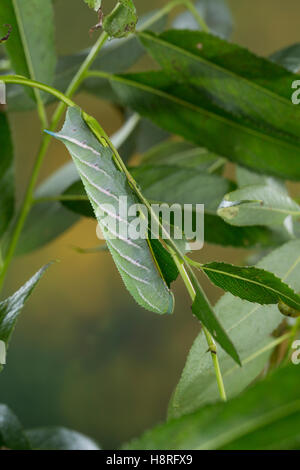 Abendpfauenauge, Raupe frisst an Weide, Abend-Pfauenauge, Smerinthus ocellata, Smerinthus ocellatus, Eyed Hawk-Moth, Eyed Hawkmo Stock Photo