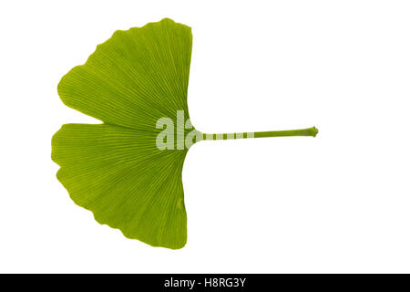 Ginkgo, Mädchenhaarbaum, Fächertanne, Blatt, Blätter, Ginkgo biloba, Maidenhair Tree, Arbre aux quarante écus, Ginko, Gingko. Bl Stock Photo