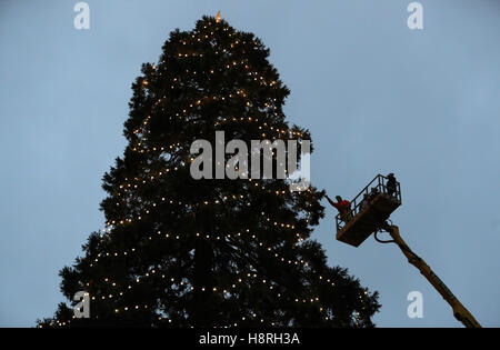 Workers check the lights on the UK's tallest living Christmas tree, a giant redwood approximately 110ft tall, as it is decorated at Wakehurst Place in West Sussex. Stock Photo