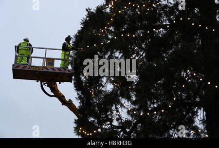 Workers check the lights on the UK's tallest living Christmas tree, a giant redwood approximately 110ft tall, as it is decorated at Wakehurst Place in West Sussex. Stock Photo