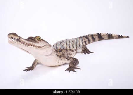 Philippine crocodile,Crocodylus mindorensis Stock Photo