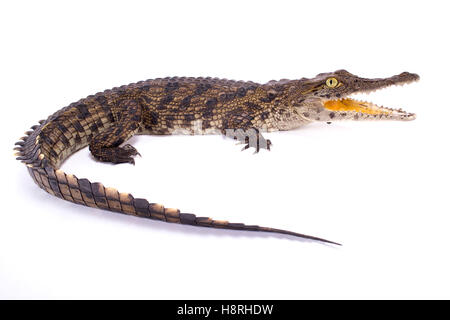 Nile crocodile,Crocodylus niloticus Stock Photo