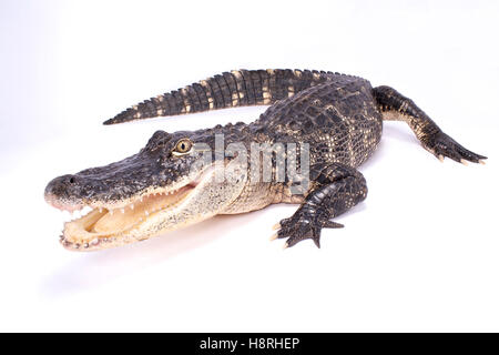 American alligator,Alligator mississippiensis Stock Photo