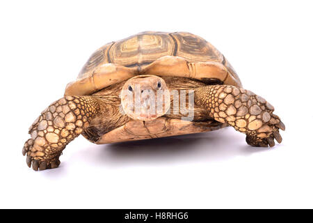 African spurred tortoise,Centrochelys sulcata Stock Photo