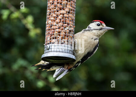 Greater Spotted Woodpecker dendrocopos major on nut feeder