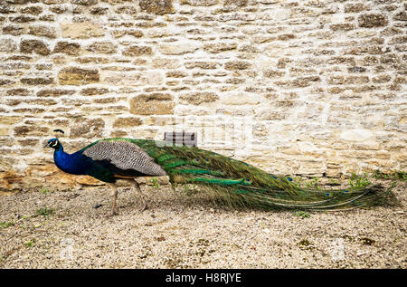 beautiful Blue Peacock in a small English village, UK Stock Photo