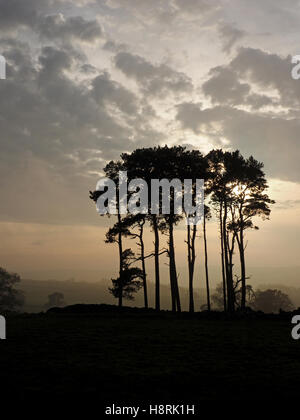 low evening light behind stand of pine trees in misty winter landscape with cloudy sky Crosby Ravensworth Cumbria England UK Stock Photo