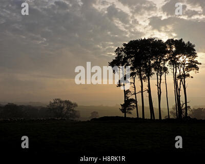 low evening light behind stand of pine trees in misty winter landscape with cloudy sky Crosby Ravensworth Cumbria England UK Stock Photo