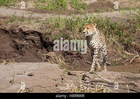 Cheetah Acinonyx jubatus in Laikipia Kenya Africa, walking on top of a mud bank towards the river edge Stock Photo