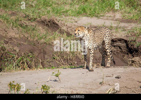 Cheetah Acinonyx jubatus in Laikipia Kenya Africa, walking on top of a mud bank towards the river edge Stock Photo