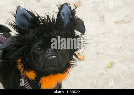 New York City, New York, USA. 25th Annual Halloween Pet Parade, Tompkins Square Park. Pug dog with scary vampire costume. Stock Photo