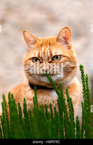 Female ginger cat sat in flowerbed sniffing a plant. Stock Photo