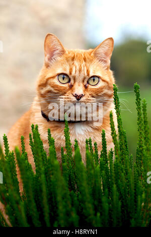Female ginger cat sat in flowerbed. Stock Photo