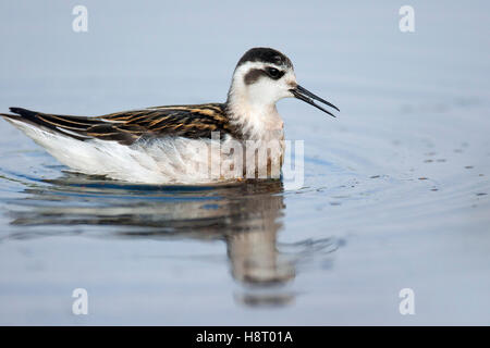 Red-necked phalarope (Phalaropus lobatus) juvenile in late summer plumage swimming Red-necked phalarope (Phalaropus lobatus) juvenile in late summer plumage swimming