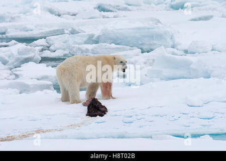 Young male polar bear (Ursus maritimus) feeding on the remains of a killed seal on pack ice Stock Photo