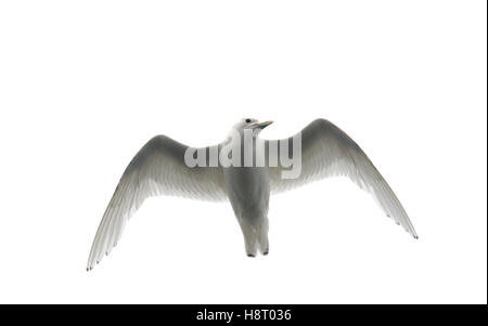 Ivory gull (Pagophila eburnea) in flight against white background Stock Photo