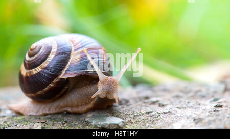 brown long big snail round shell with stripes and with long horns crawling on the edge of stone closeup Stock Photo