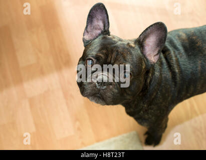 French bulldog at home Stock Photo