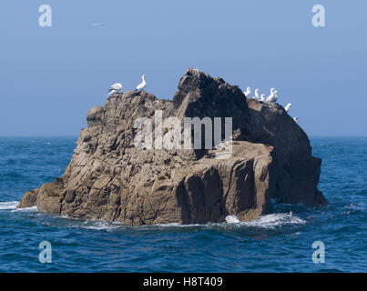 Gannets on a rock at les sept iles bird reserve, Brittany Stock Photo