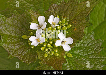 Leafy green leaf whorl and white flowers of the biennial weed garlic mustard (Alliaria petiolata) in the family Brassicaceae Stock Photo