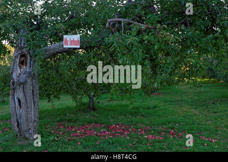 Mc Intosh apple tree Stock Photo