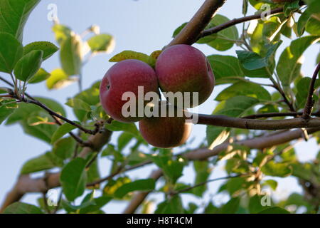 apples on tree branch Stock Photo