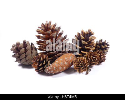 Collection of several types of natural dry pine cones isolated on white background, Close-up Stock Photo