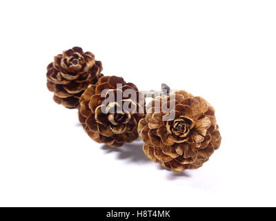 Three natural dry tiny flower pine cones with tree branch isolated on white background, Close-up Stock Photo