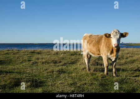 Young cow in a grassland by the coast at the swedish island Oland Stock Photo