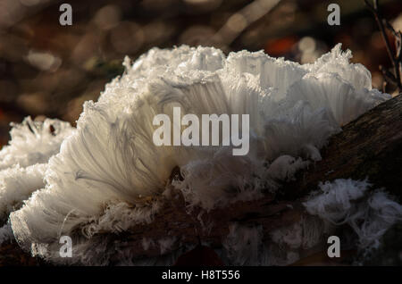 Hair ice is frozen water which is pushed out of dead beech wood by fungi. It only appears when it is freezing 1 or 2 degrees below zero and the humidity is high. It is also called frost beard. Stock Photo