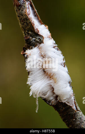 Hair ice is frozen water which is pushed out of dead beech wood by fungi. It only appears when it is freezing 1 or 2 degrees below zero and the humidity is high. It is also called frost beard. Stock Photo