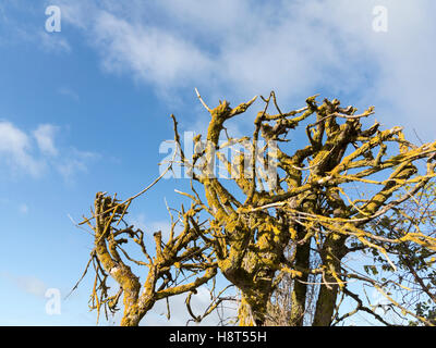 Close up of dead tree branches covered in lichen against a blue sky Stock Photo