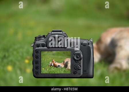 DSLR reflex camera photographing with on screen live image of a little foal having a rest in the green grass with flowers Stock Photo