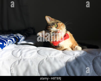 A orange, black and white speckled housecat wearing a red bowtie rests on a bed in dramatic light. The cat is turning its head. Stock Photo