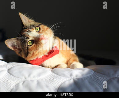 A orange, black and white speckled housecat wearing a red bowtie rests on a bed in dramatic light. Stock Photo