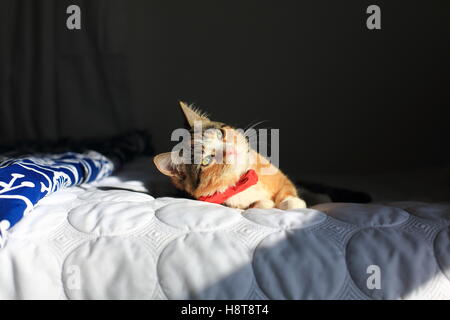 A orange, black and white speckled housecat wearing a red bowtie rests on a bed in dramatic light. Stock Photo