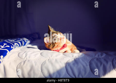 A orange, black and white speckled housecat wearing a red bowtie rests on a bed in dramatic light. Stock Photo