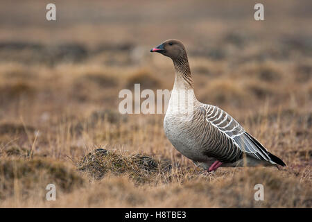 Pink-footed goose (Anser brachyrhynchus) male on the tundra, Svalbard / Spitsbergen Stock Photo